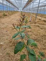 팜모닝 기타작물·영농일지 게시글 이미지