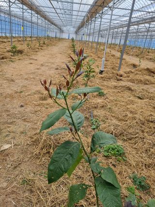 선선농원님의 기타작물 · 영농일지 작성글 사진