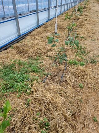 선선농원님의 기타작물 · 영농일지 작성글 사진