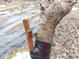 금동이네님의 복숭아 · 자유게시판 작성글 사진