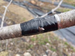 금동이네님의 복숭아 · 자유게시판 작성글 사진