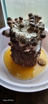 팜모닝 버섯·생장기 농작업 게시글 이미지