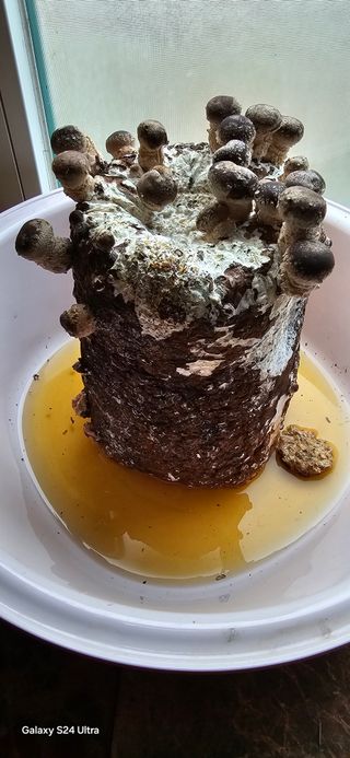 이길우님의 버섯 · 생장기 농작업 작성글 사진