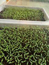 팜모닝 고추·영농일지 게시글 이미지