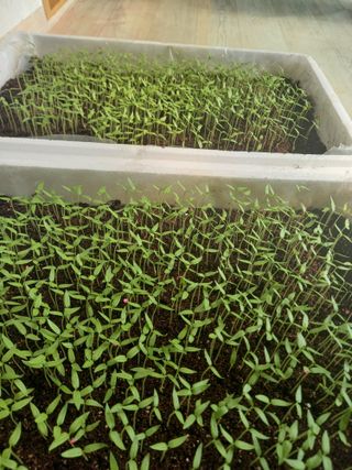 김겸순님의 고추 · 영농일지 작성글 사진