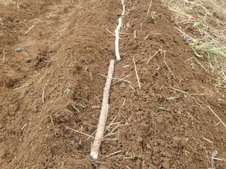 들꽃농장님의 자유주제 · 자유게시판 작성글 사진