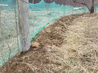 들꽃농장님의 자유주제 · 자유게시판 작성글 사진