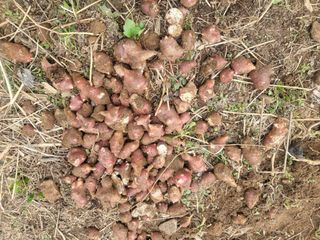 들꽃농장님의 자유주제 · 자유게시판 작성글 사진