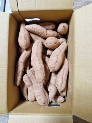 낙엽교목류21691님의 고구마 · 자유게시판 작성글 사진