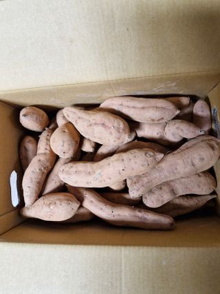 낙엽교목류21691님의 고구마 · 자유게시판 작성글 사진