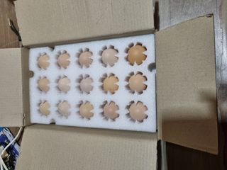 풍요님의 사과 · 일상 작성글 사진