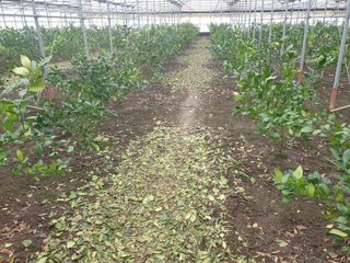 바굼지님의 귤 · 영농일지 작성글 사진