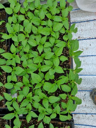 유병규님의 고추 · 파종•정식 작성글 사진