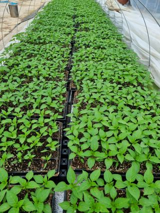 유병규님의 고추 · 파종•정식 작성글 사진