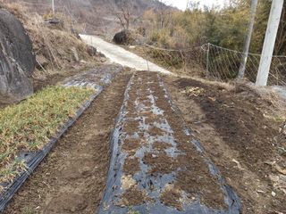 한골머스마님의 콩 · 영농일지 작성글 사진