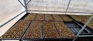 나무도깨비농원님의 기타작물 · 자유게시판 작성글 사진