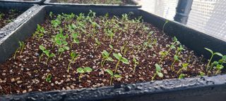 나무도깨비농원님의 기타작물 · 자유게시판 작성글 사진