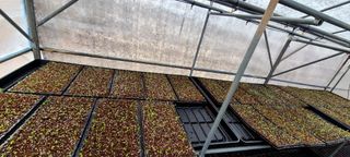 나무도깨비농원님의 기타작물 · 자유게시판 작성글 사진