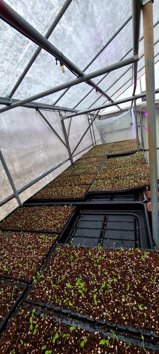 나무도깨비농원님의 기타작물 · 자유게시판 작성글 사진