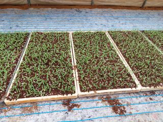 양김정숙님의 고추 · 파종•정식 작성글 사진