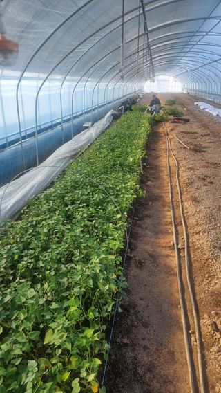 김동수님의 고구마 · 자유게시판 작성글 사진