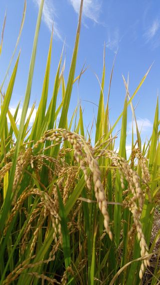 Gyonamjin님의 팜모닝 · 출석 작성글 사진