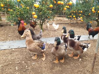 예준예성빠님의 함께 일하는 동료는 몇명인가요? · 참여글 작성글 사진