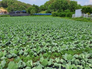 원주연님의 양배추 · 병해충상담 작성글 사진