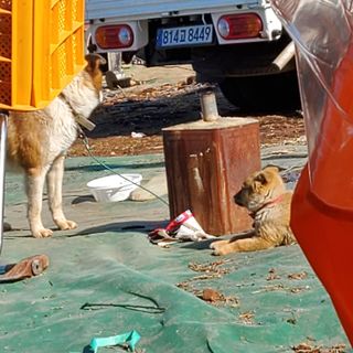 다연이네농장님의 함께 일하는 동료는 몇명인가요? · 참여글 작성글 사진