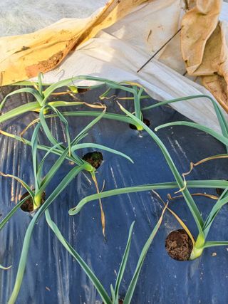 박린님의 마늘 · 제초 작성글 사진