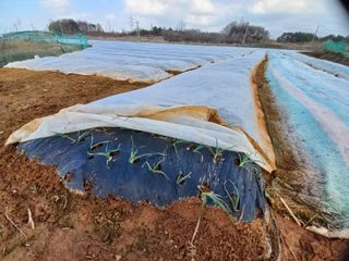 박린님의 마늘 · 제초 작성글 사진