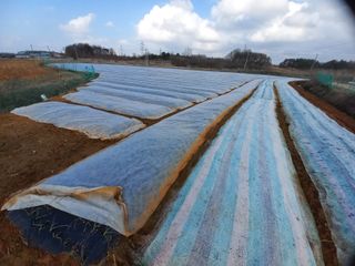 박린님의 마늘 · 제초 작성글 사진