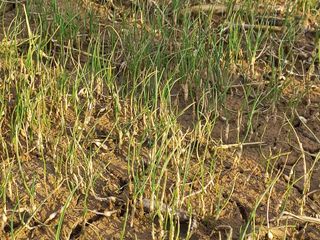 박린님의 마늘 · 자연재해•동물피해 작성글 사진