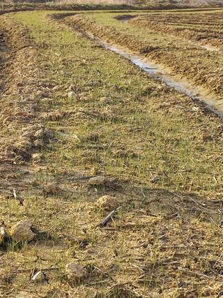 박린님의 마늘 · 자연재해•동물피해 작성글 사진