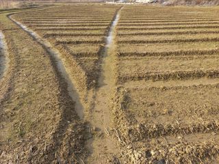 박린님의 마늘 · 자연재해•동물피해 작성글 사진