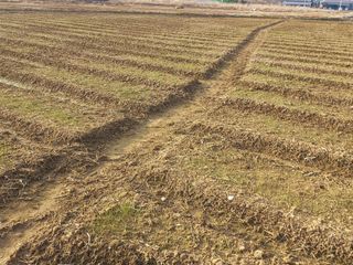 박린님의 마늘 · 자연재해•동물피해 작성글 사진