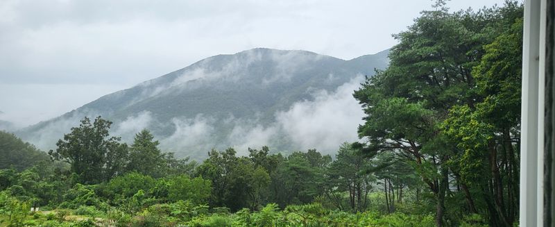 장터 상품 [자연산  산두룹   땅 두룹 1키로] 썸네일