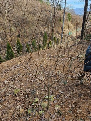 조순귀창원성산구사파님의 자유주제 · 자유게시판 작성글 사진