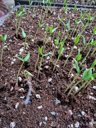 호랑이와인성이님의 고추 · 파종•정식 작성글 사진