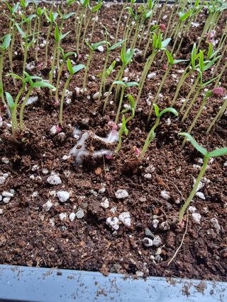 호랑이와인성이님의 고추 · 파종•정식 작성글 사진