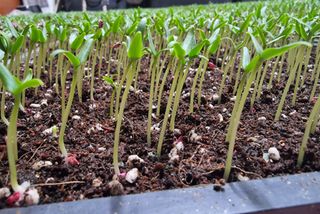 호랑이와인성이님의 고추 · 파종•정식 작성글 사진