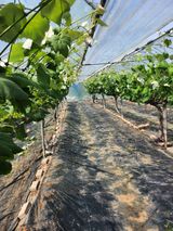 팜모닝 함께 일하는 동료는 몇명인가요?·참여글 게시글 이미지