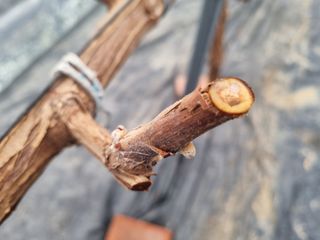 김은수님의 포도 · 영농일지 작성글 사진