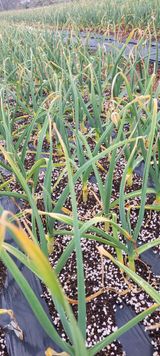 팜모닝 마늘·일상 게시글 이미지