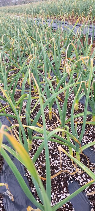 양선옥님의 마늘 · 일상 작성글 사진