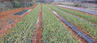 양선옥님의 마늘 · 일상 작성글 사진