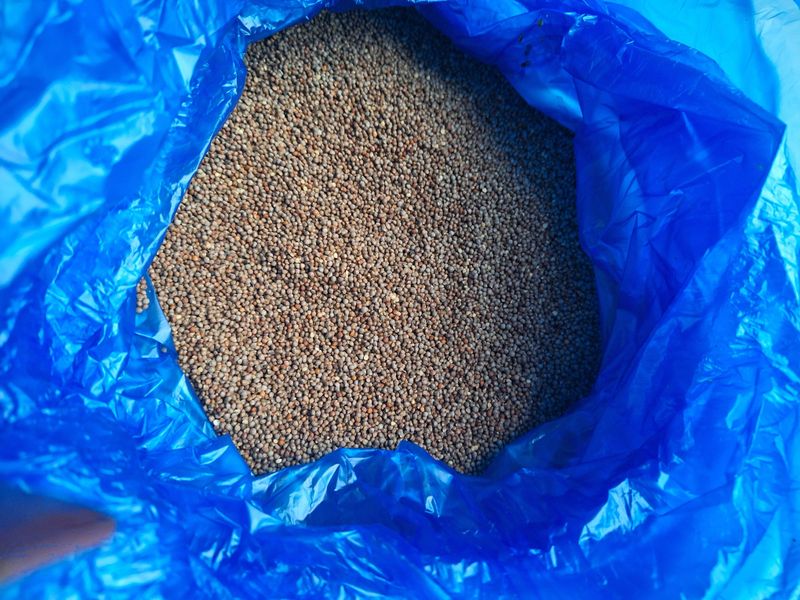 노루목 농장님의 장터 판매 상품 [햇 들깨(6키로 한말75,000원/2023년11월생산)] 첨부 사진