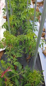 팜모닝 토마토·병해충상담 게시글 이미지