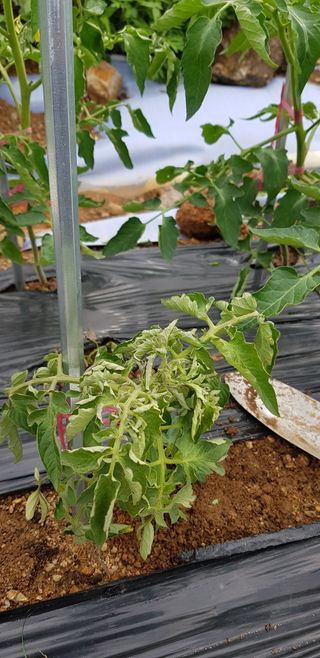 원태님의 토마토 · 병해충상담 작성글 사진