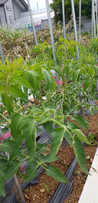 원태님의 토마토 · 병해충상담 작성글 사진